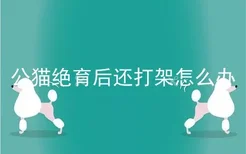 公猫绝育后还打架怎么办