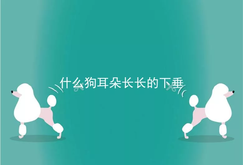 什么狗耳朵长长的下垂