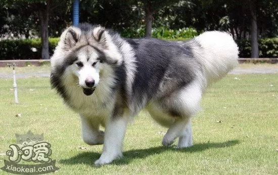 阿拉斯加幼犬吃什么长的快 阿拉斯加幼犬饮食推荐1