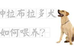 纯种拉布拉多犬如何喂养