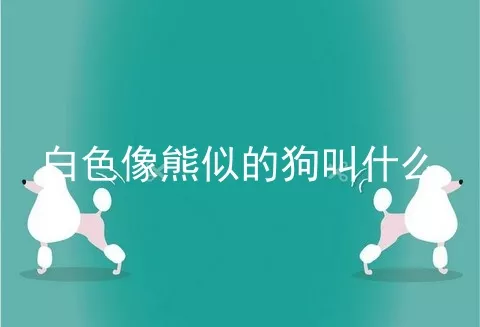 白色像熊似的狗叫什么