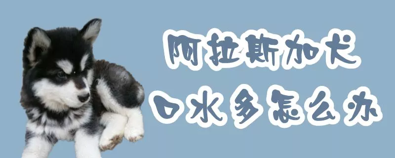 阿拉斯加犬口水多怎么办