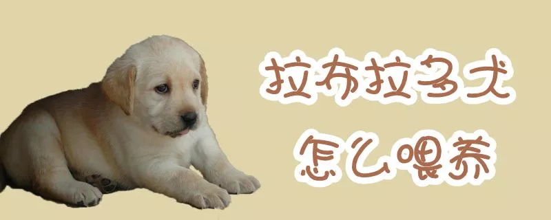 拉布拉多犬怎么喂养