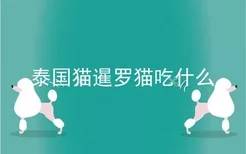 泰国猫暹罗猫吃什么