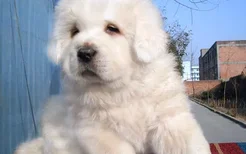 什么是豆柴犬