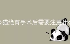 公猫绝育手术后需要注意什么