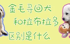 金毛寻回犬和拉布拉多区别有哪些