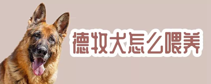 德牧犬怎么喂养