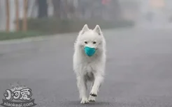 狗狗带嘴套有害处吗 戴嘴套究竟对狗狗有没有危害