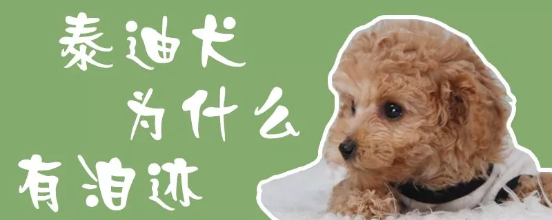 泰迪犬为什么有泪迹1