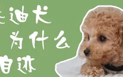 泰迪犬为什么有泪迹