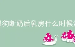 母狗断奶后乳房什么时候消