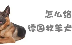 怎么给德国牧羊犬洗澡