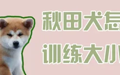 秋田犬怎么训练大小便