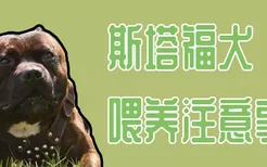 斯塔福犬喂养注意事项