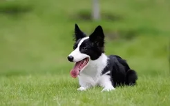 蝴蝶犬怎么养 特殊时期蝴蝶犬喂养攻略