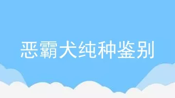 恶霸犬纯种鉴别