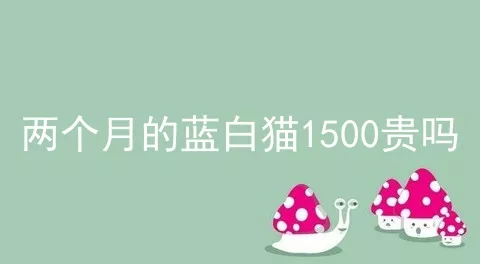 两个月的蓝白猫1500贵吗