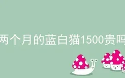 两个月的蓝白猫1500贵吗