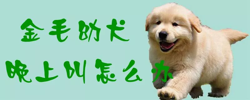 金毛幼犬晚上叫怎么办1