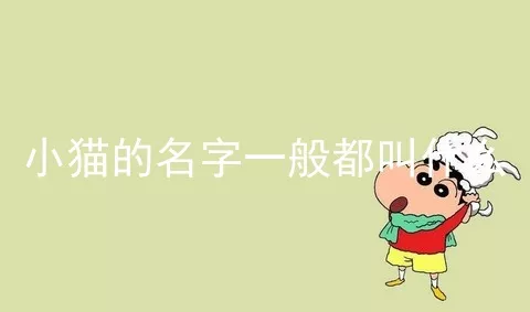 小猫的名字一般都叫什么