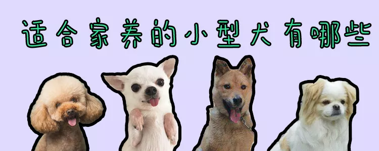 适合家养的小型犬有哪些