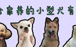 适合家养的小型犬有哪些