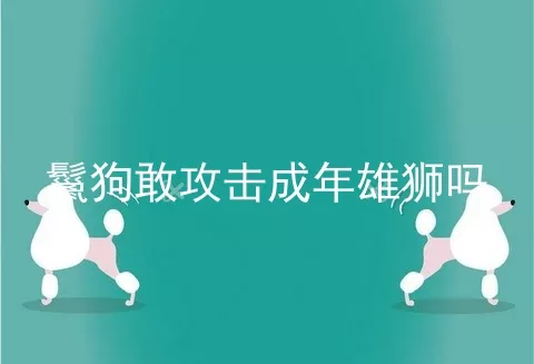 鬣狗敢攻击成年雄狮吗