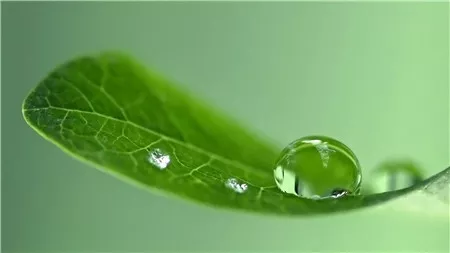 食用百合植物长什么样子