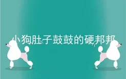 小狗肚子鼓鼓的硬邦邦