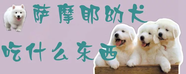 萨摩耶幼犬吃什么东西1