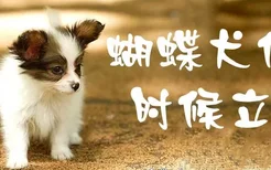 蝴蝶犬什么时候立耳