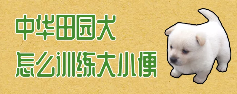 中华田园犬怎么训练大小便