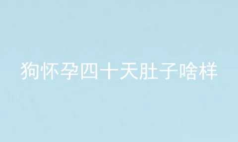 狗怀孕四十天肚子啥样