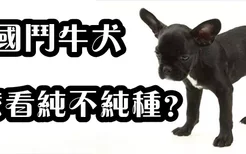 法国斗牛犬怎么看纯不纯种