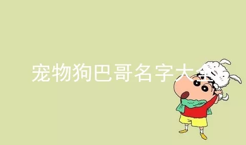 宠物狗巴哥名字大全