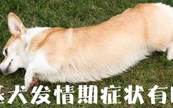 柯基犬发情期症状有哪些