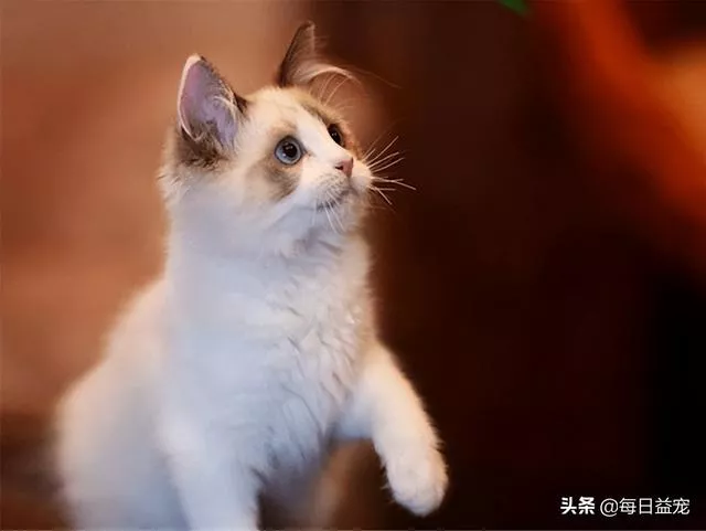 猫的记忆有多久(小奶猫的记忆有多久)