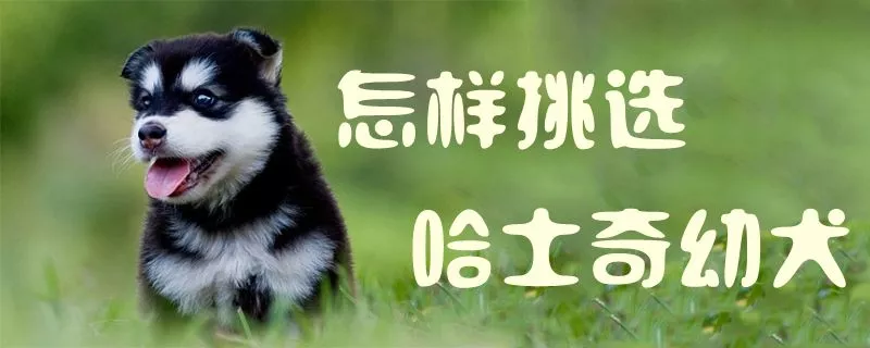 怎样挑选哈士奇幼犬1