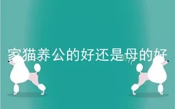 家猫养公的好还是母的好