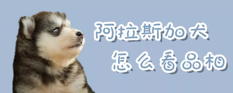 阿拉斯加犬怎么看品相