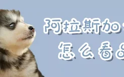 阿拉斯加犬怎么看品相