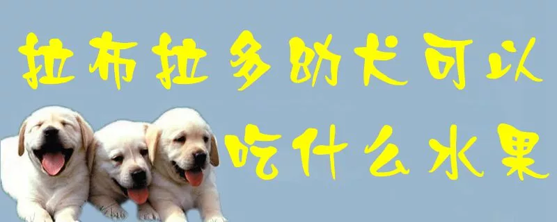 拉布拉多幼犬可以吃什么水果1