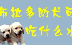 拉布拉多幼犬可以吃什么水果