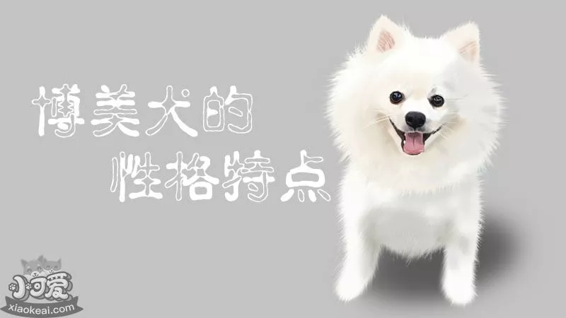 博美犬的性格特点_小可爱宠物网