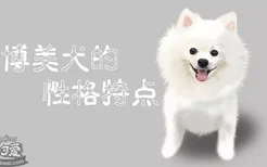 博美犬的性格特点有哪些