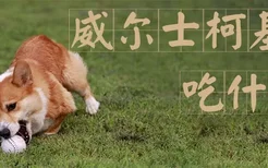 威尔士柯基犬吃什么