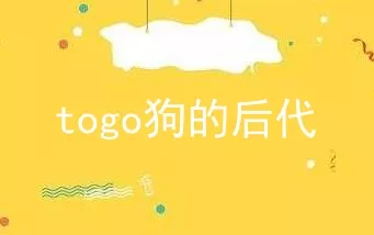 togo狗的后代