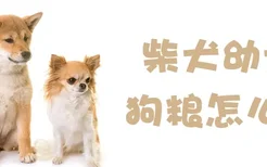 柴犬幼犬狗粮怎么喂