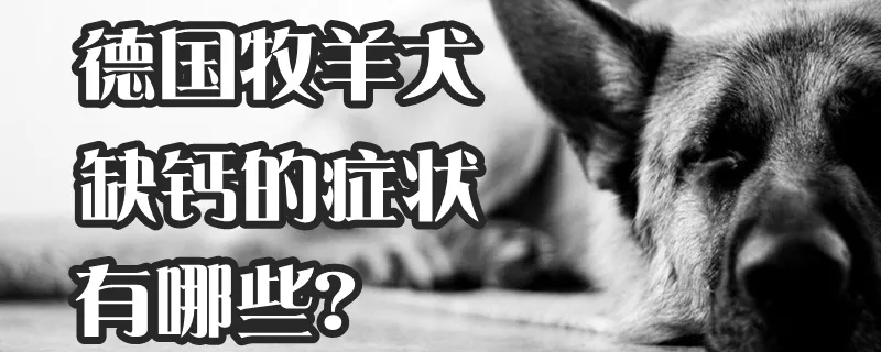 德国牧羊犬缺钙的症状有哪些